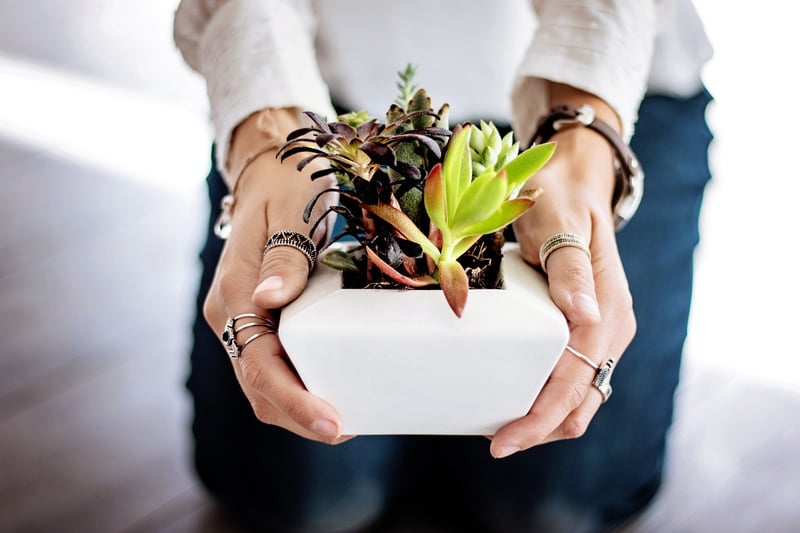 Mini Potted Plants