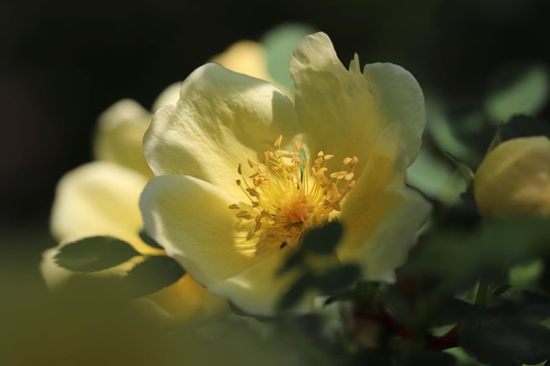 Enchanted Rose