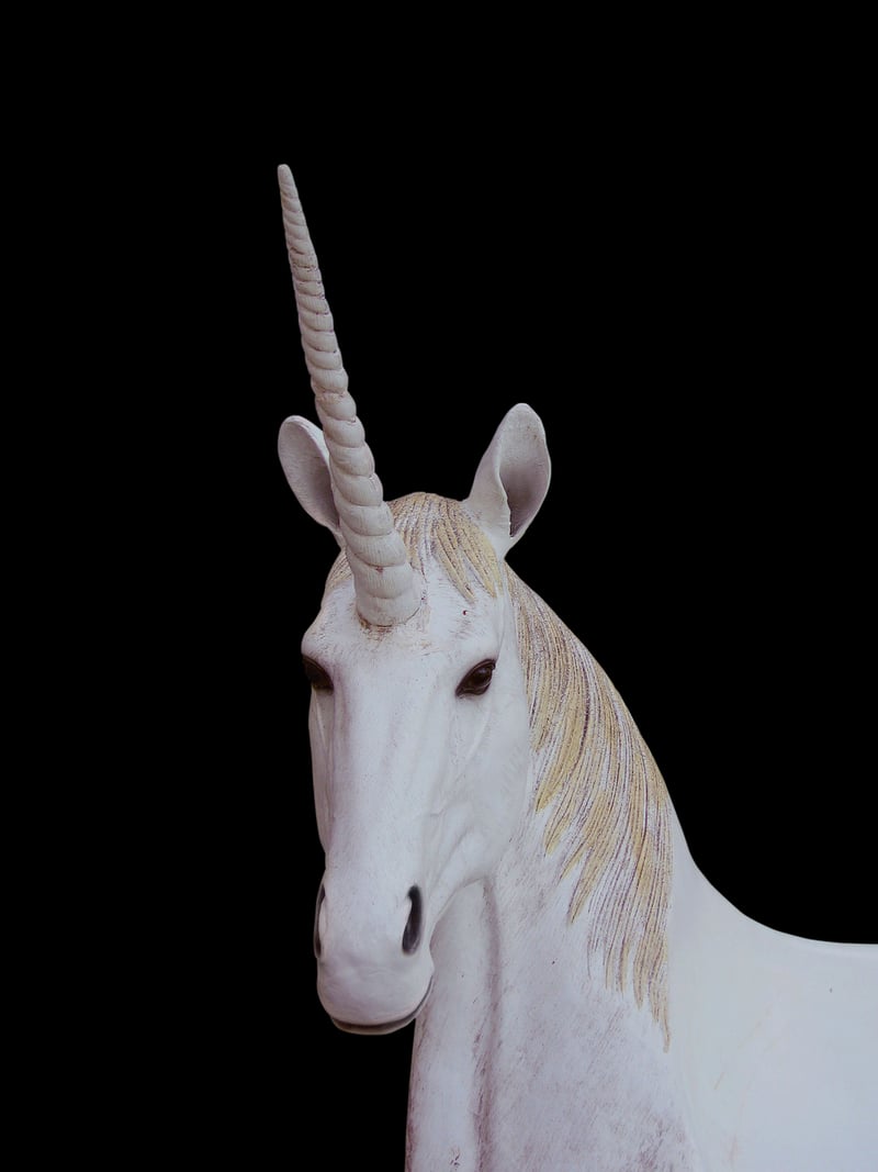 Unicorn Orchid